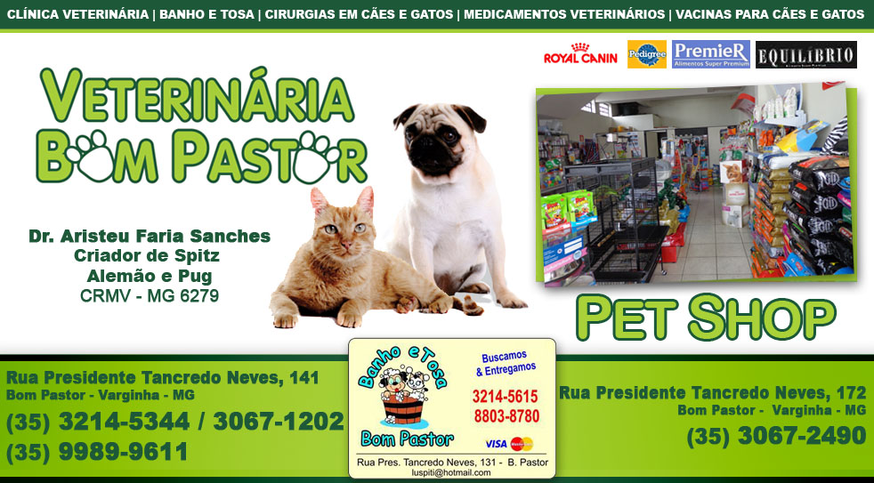 Banho e Tosa Spitz Mais Próximo Perdizes - Banho e Tosa Gato